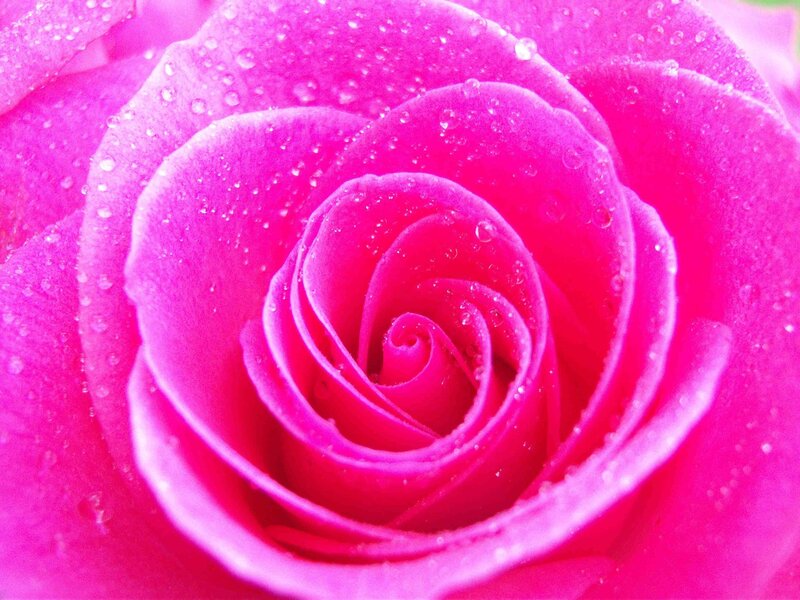 Pink rose with water droplets