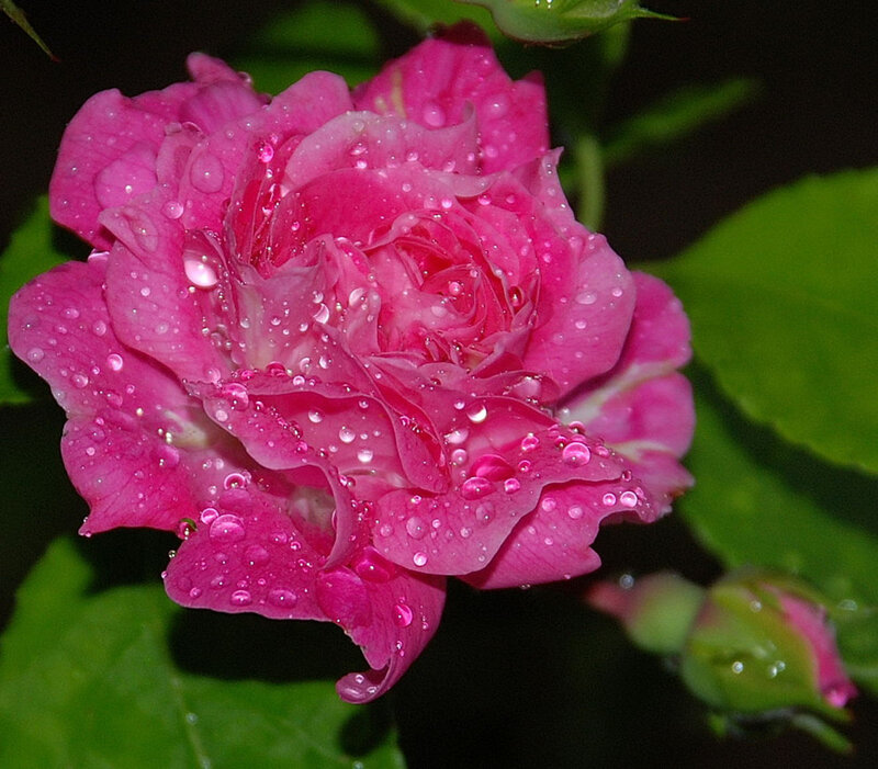 pink rose with water droplets