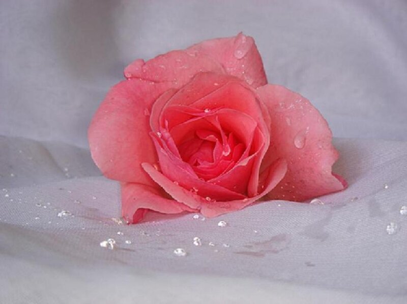 Pink rose with water droplets