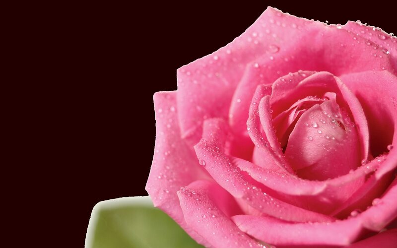 Pink rose with water droplets