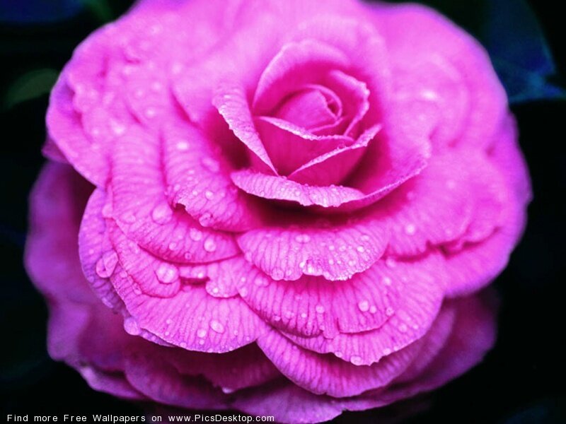 pink rose with water droplets