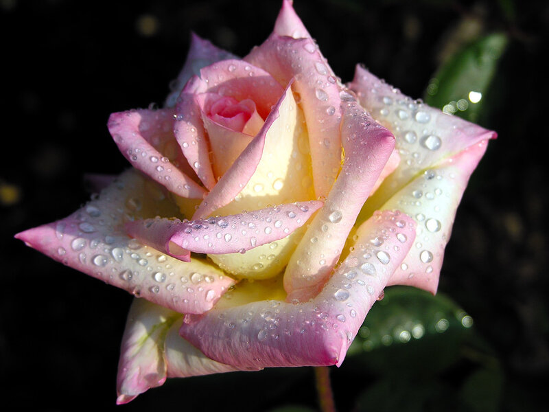 Pink rose with water droplets