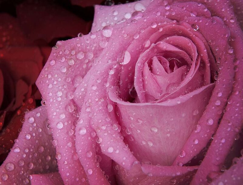 Pink rose with water droplets