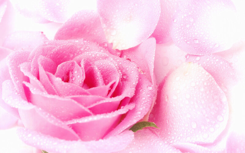 Pink rose with water droplets