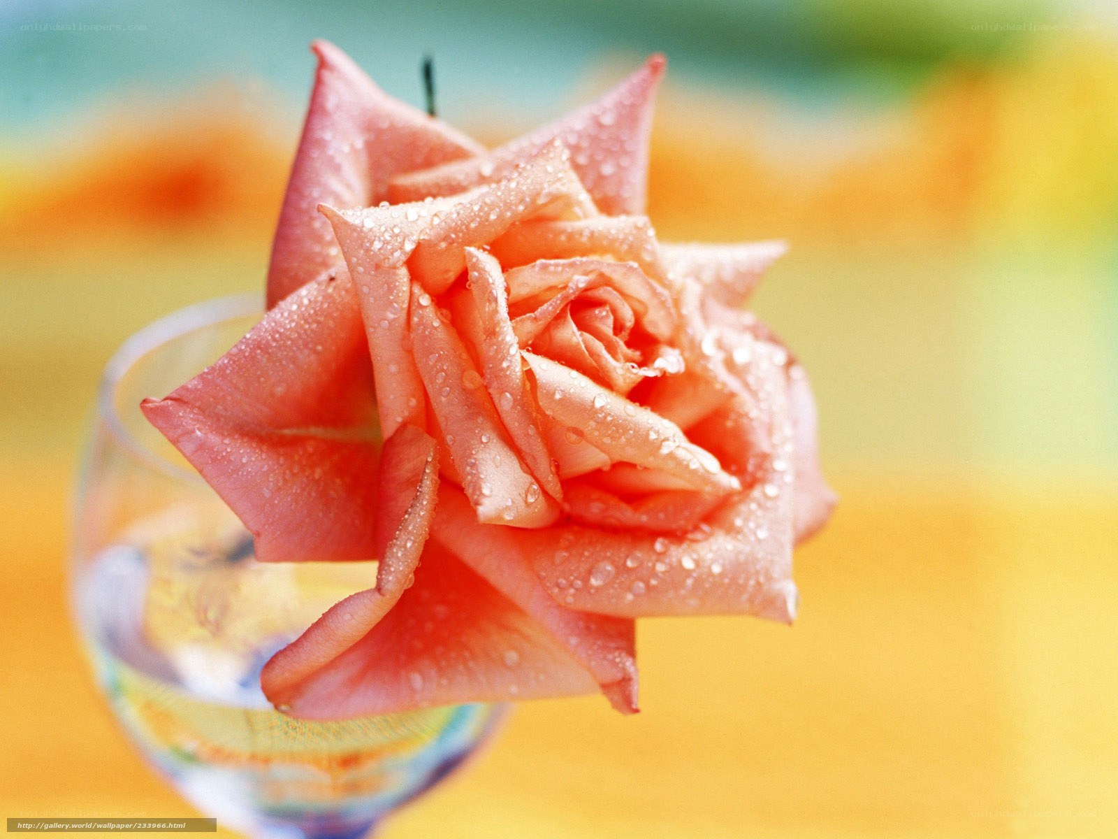 Pink rose with water droplets