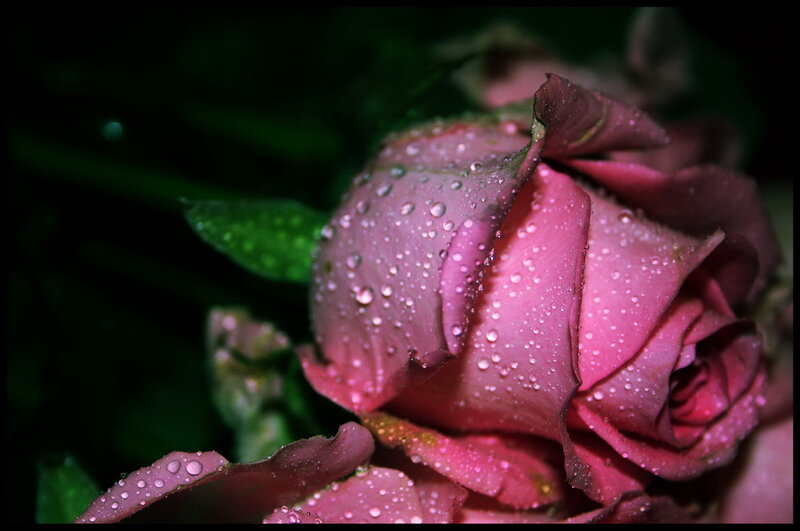 Pink rose with water droplets