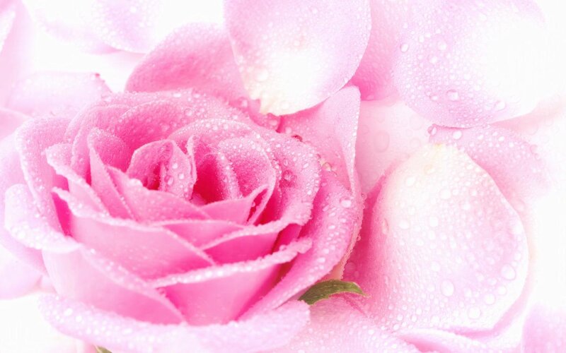 Pink rose with water droplets