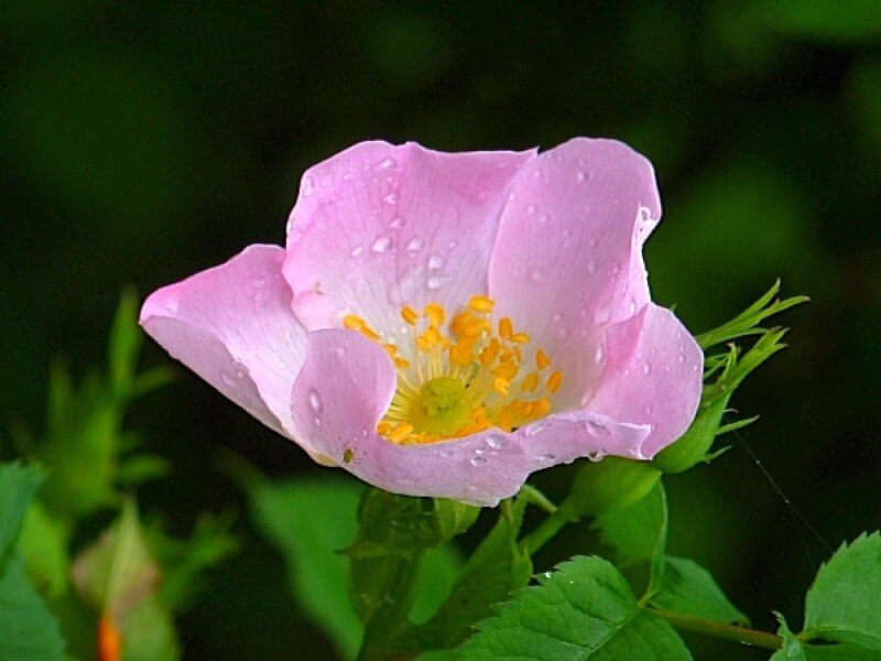 Pink rose with water droplets
