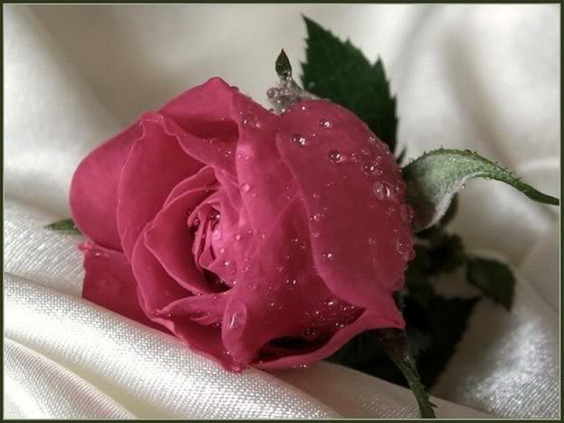 pink rose with water droplets