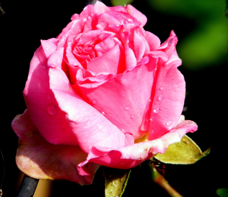Pink rose with water droplets