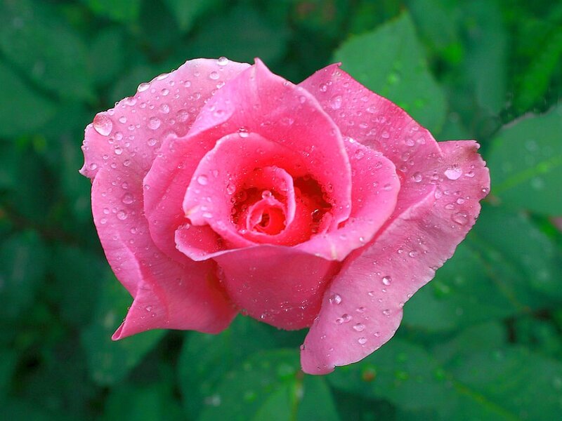 Pink rose with water droplets