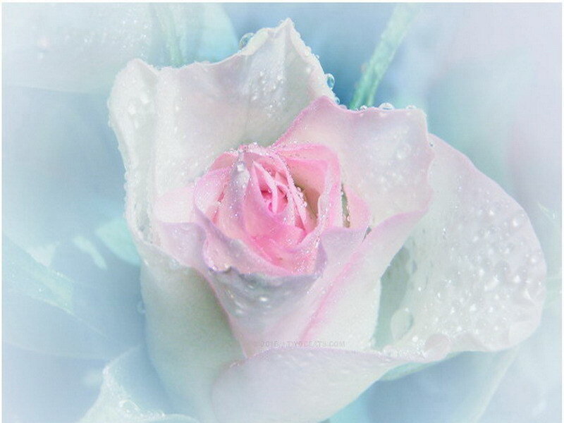 Pink rose with water droplets