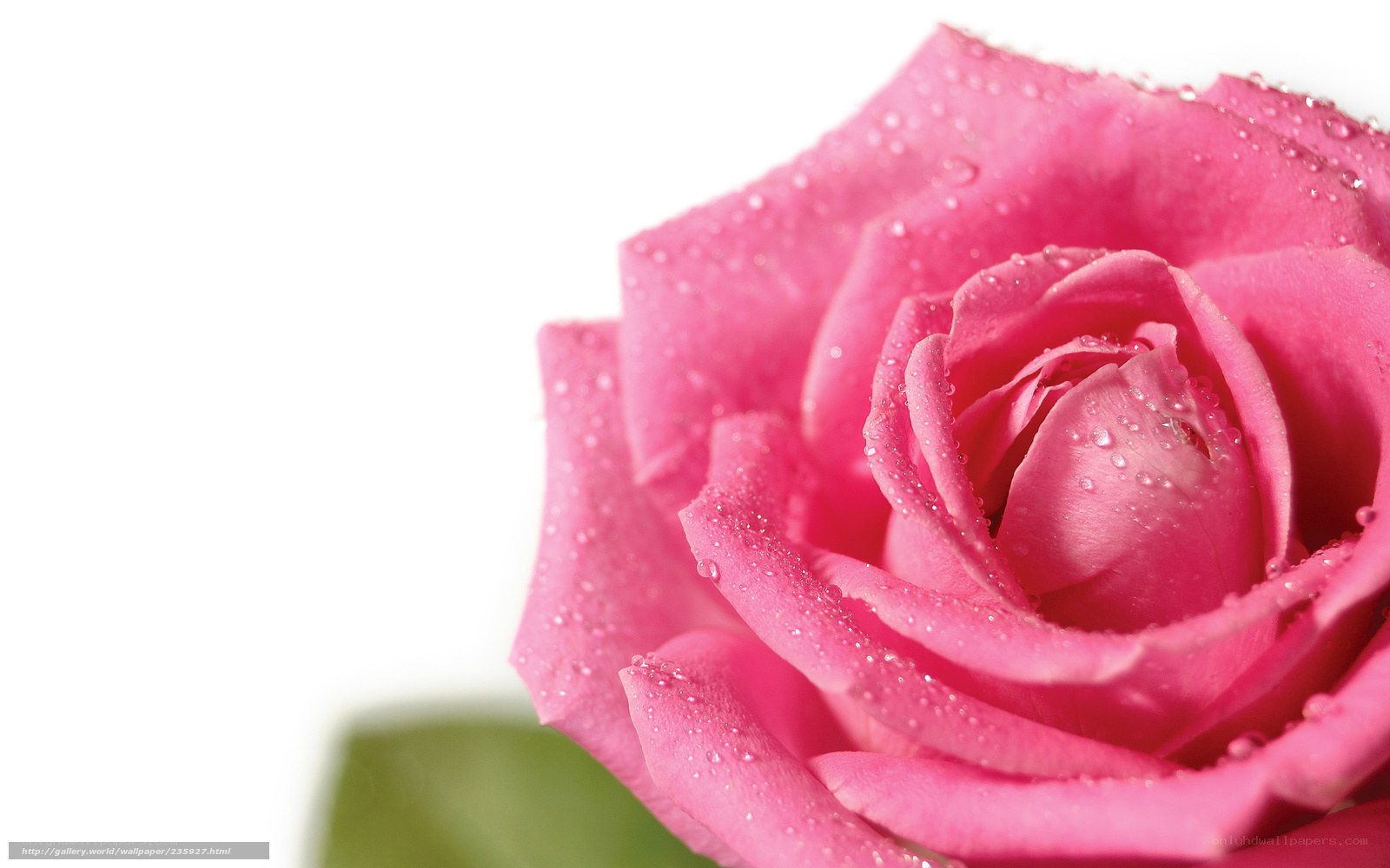 pink rose with water droplets