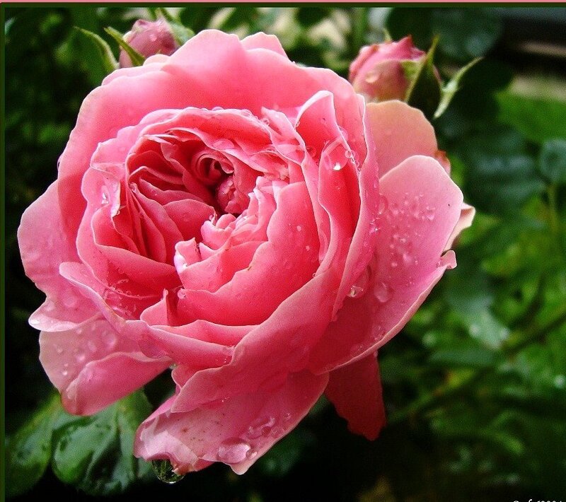 Pink rose with water droplets