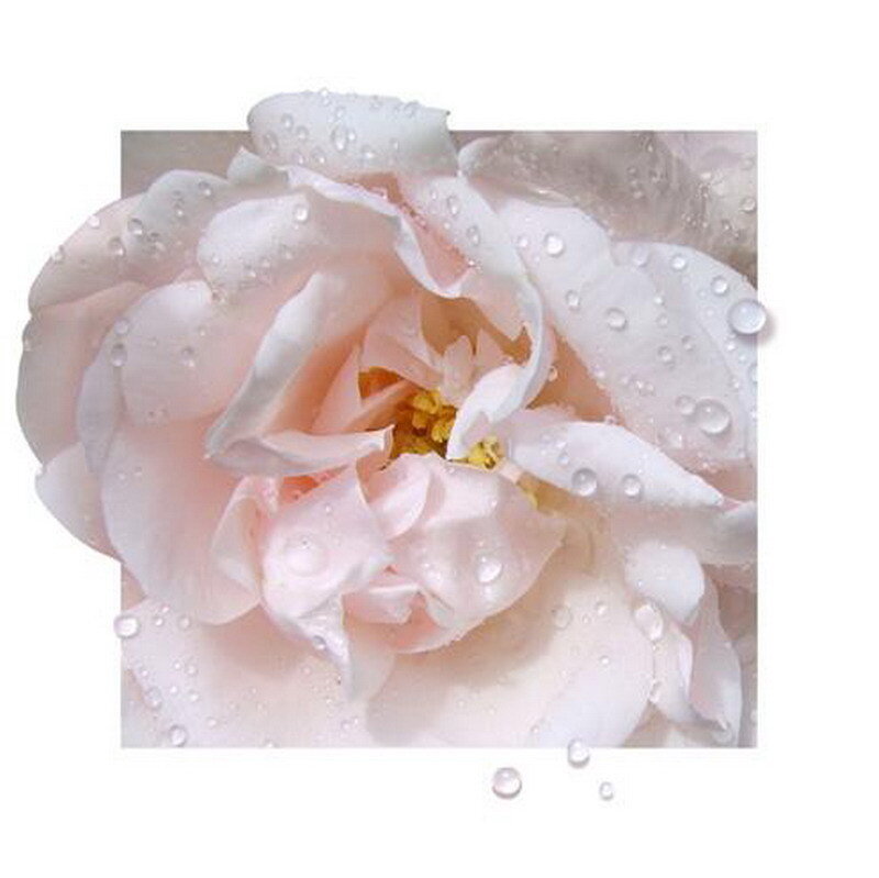 pink rose with water droplets