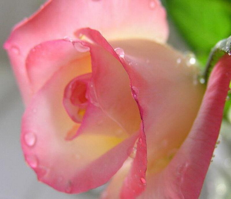 pink rose with water droplets