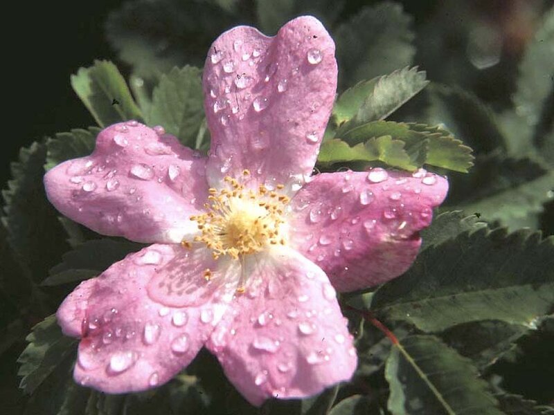 pink rose with water droplets