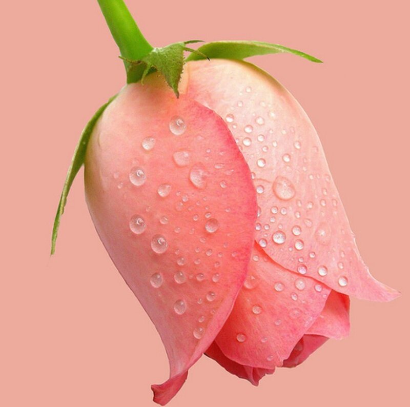 pink rose with water droplets