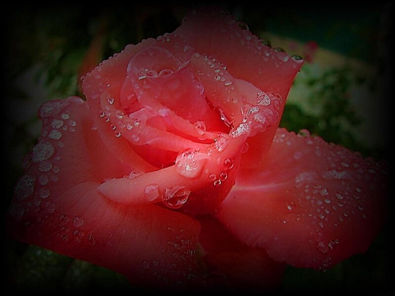 Pink rose with water droplets