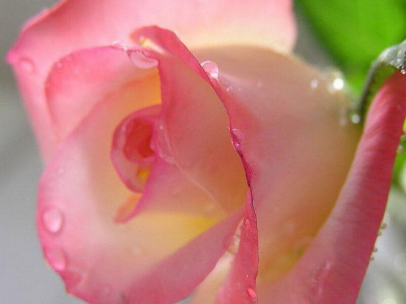 Pink rose with water droplets
