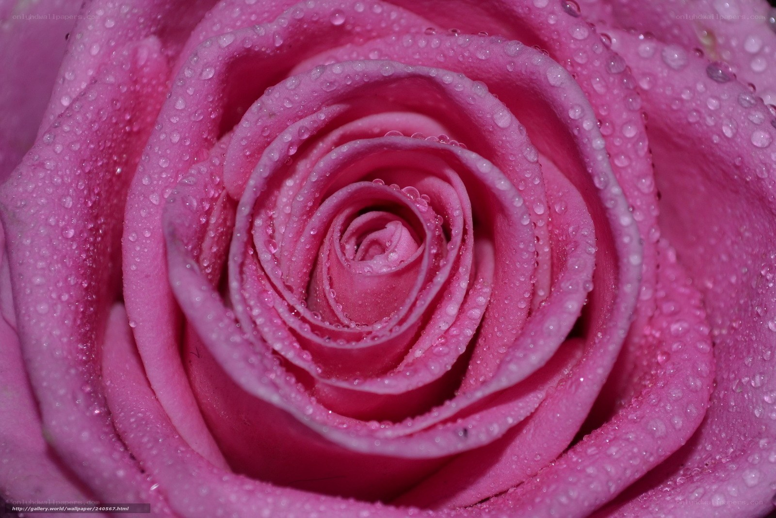 Pink rose with water droplets