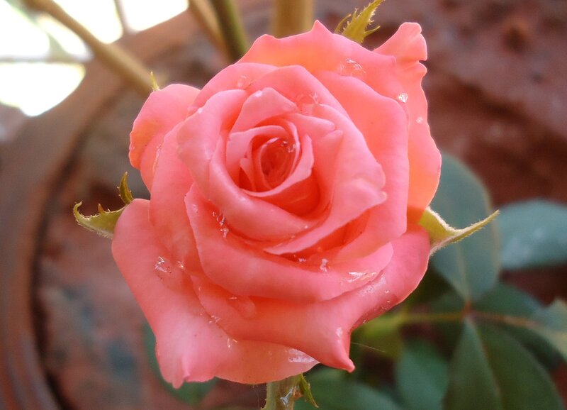 Pink rose with water droplets