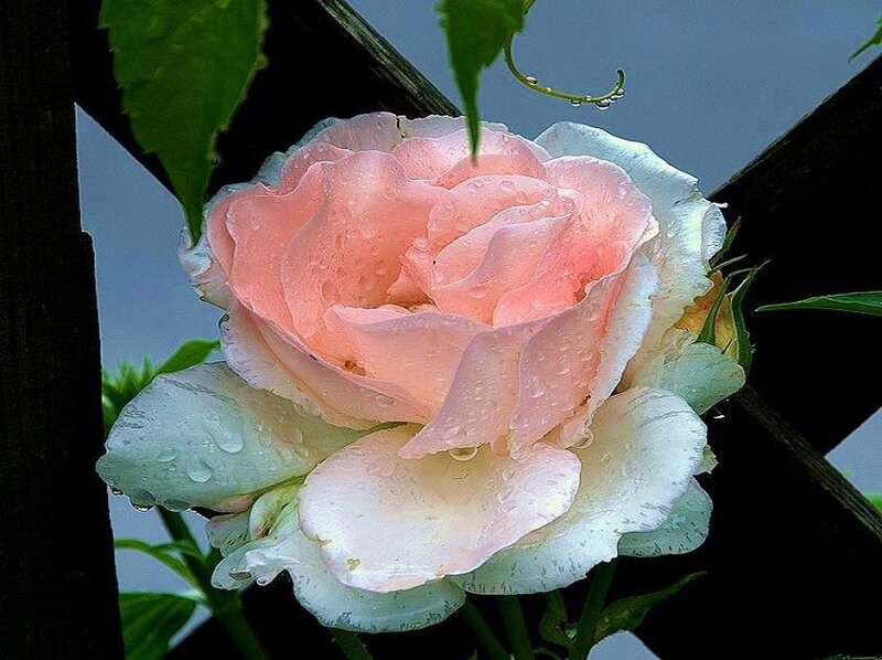 pink rose with water droplets