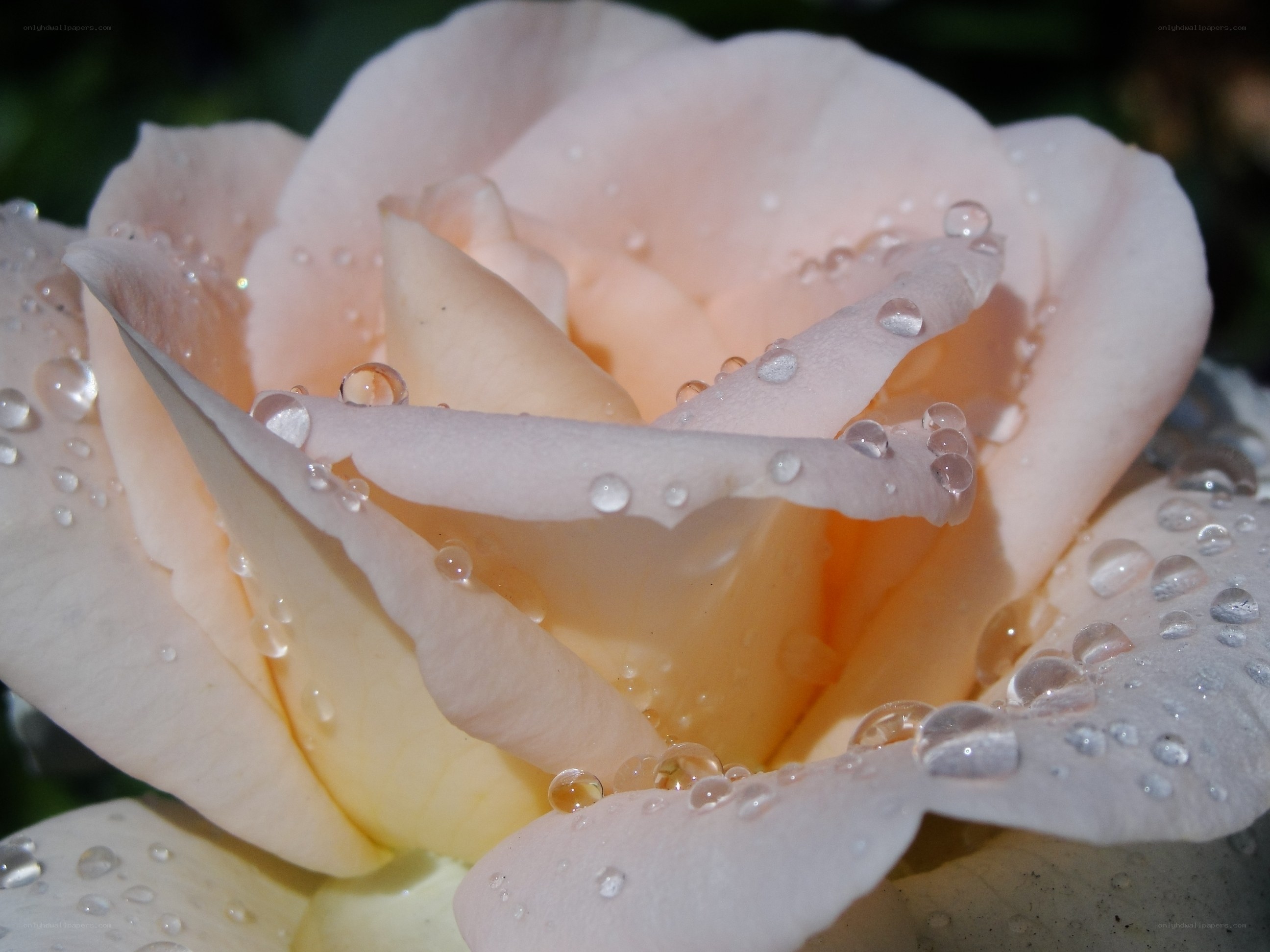 Pink rose with water droplets