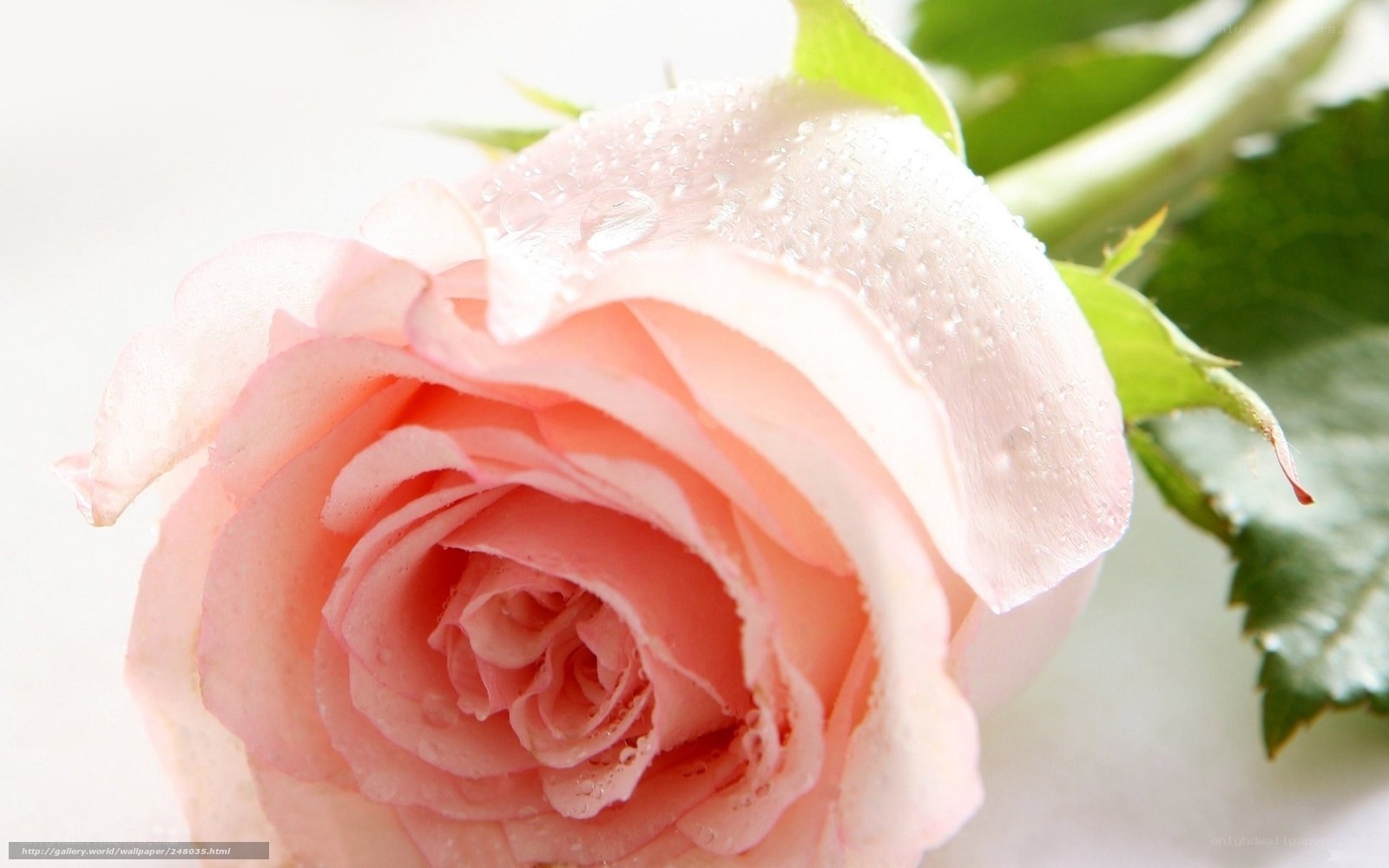 Pink rose with water droplets