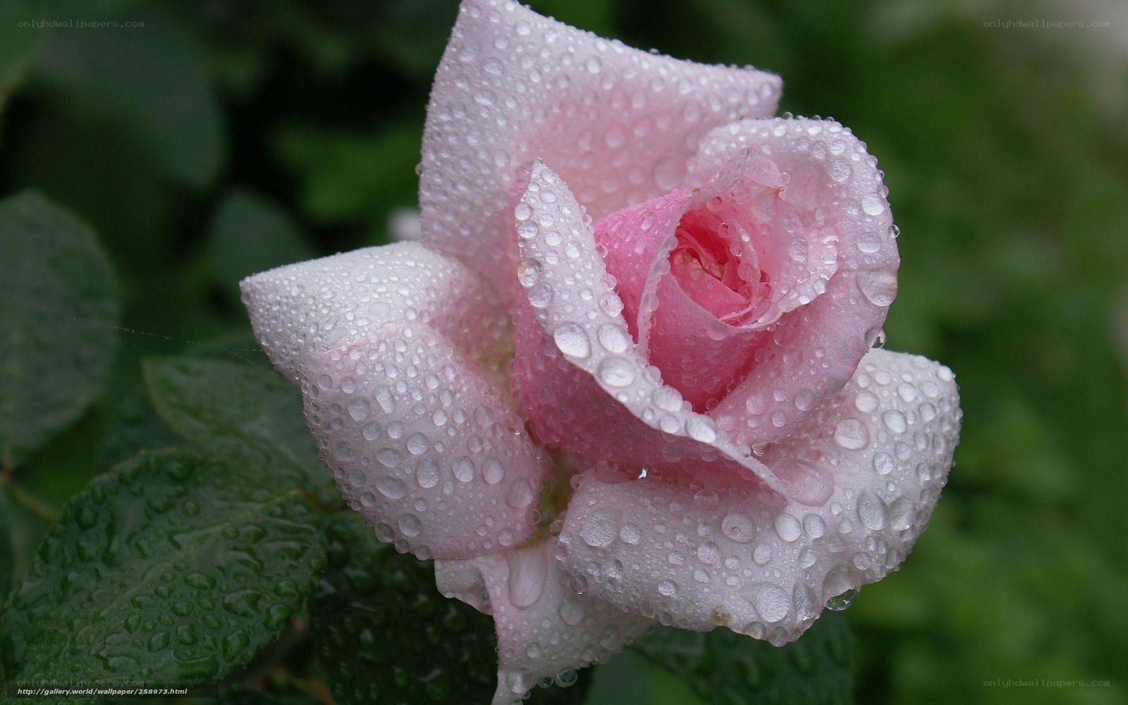 Pink rose with water droplets