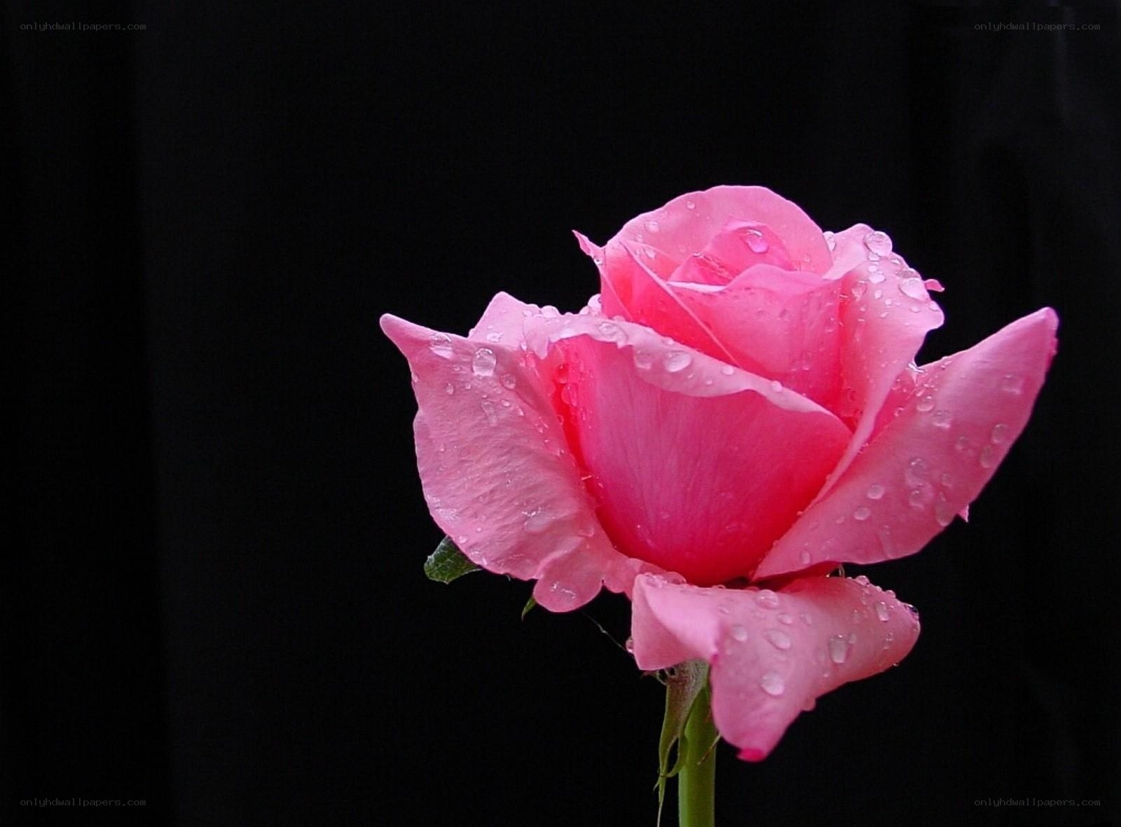 Pink rose with water droplets