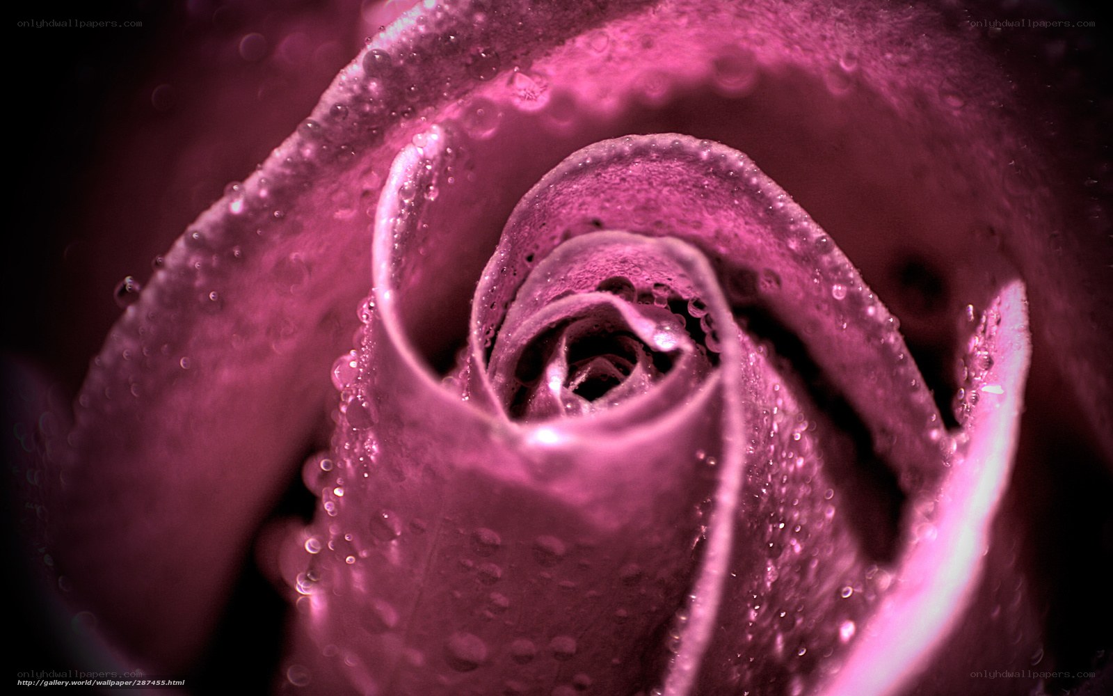Pink rose with water droplets