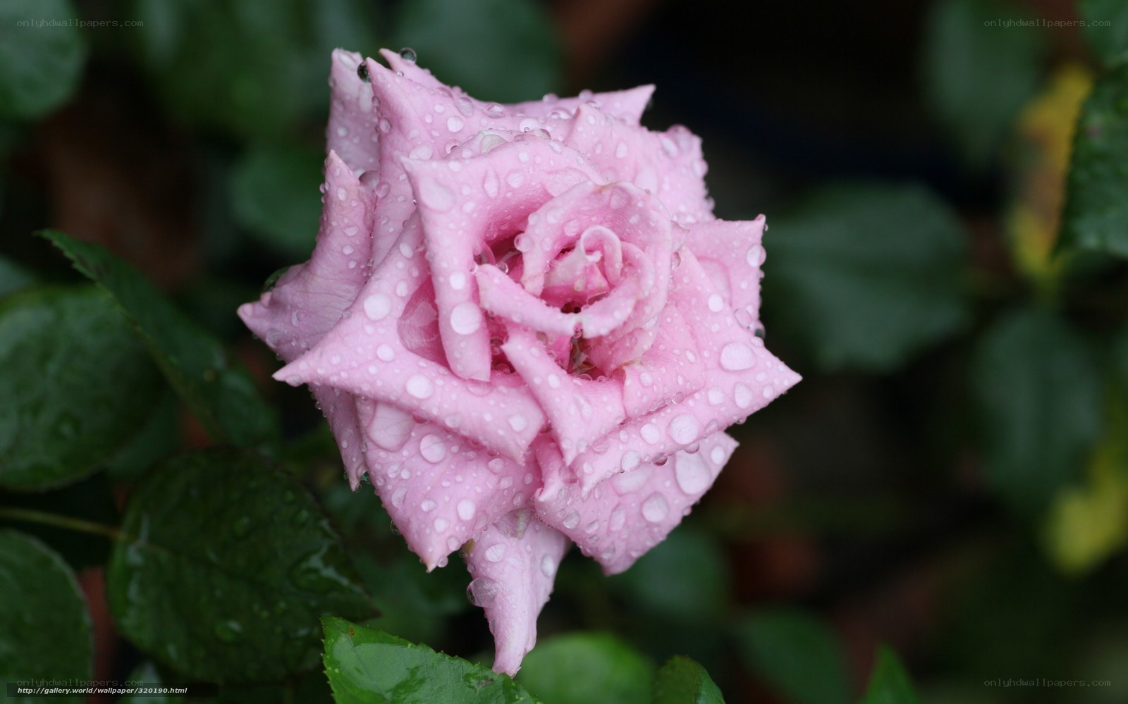 Pink rose with water droplets