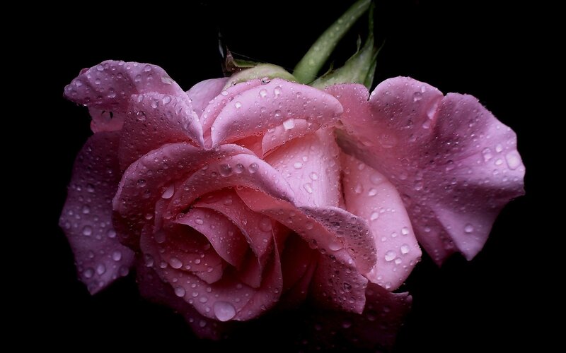 Pink rose with water droplets