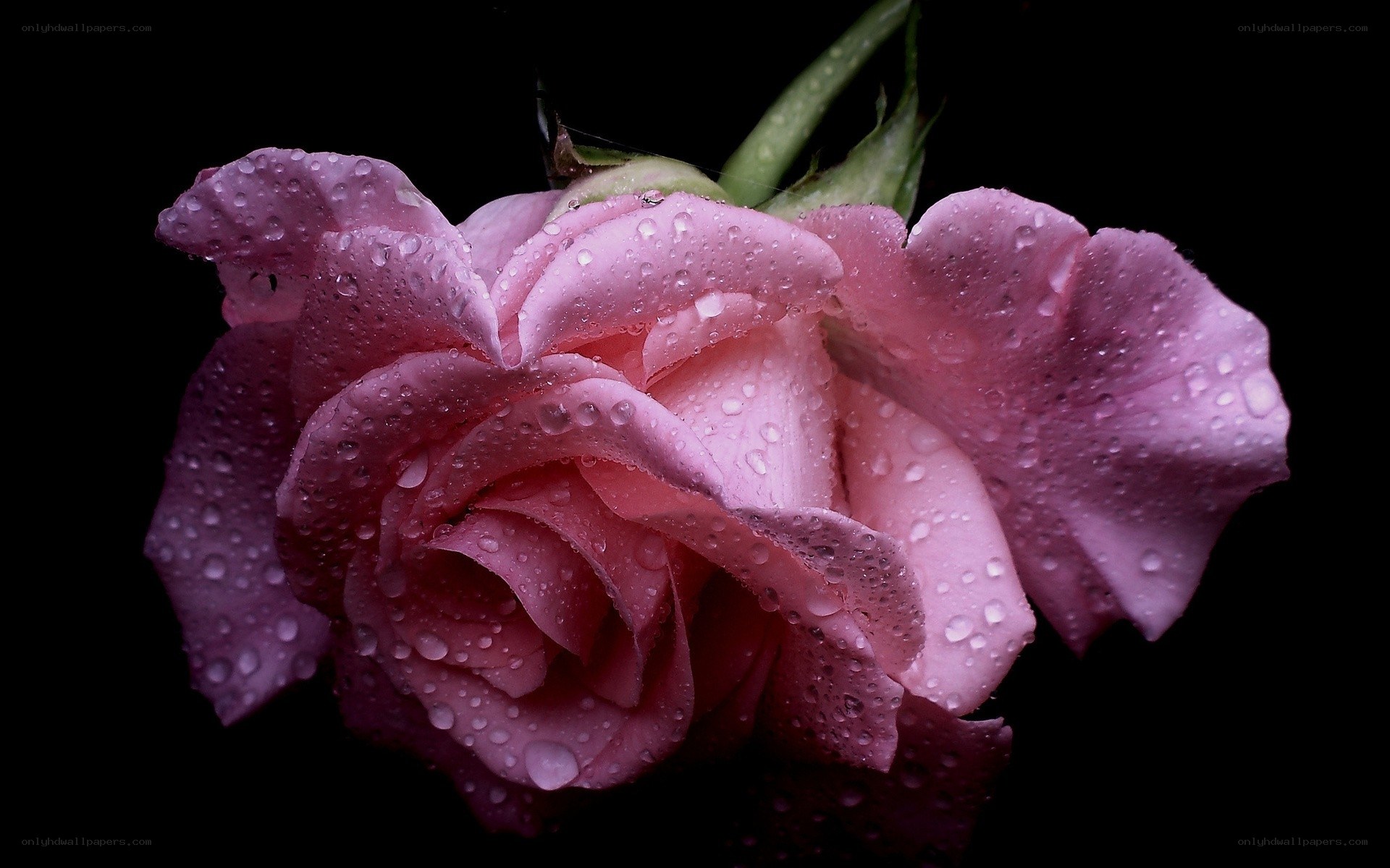 Pink rose with water droplets