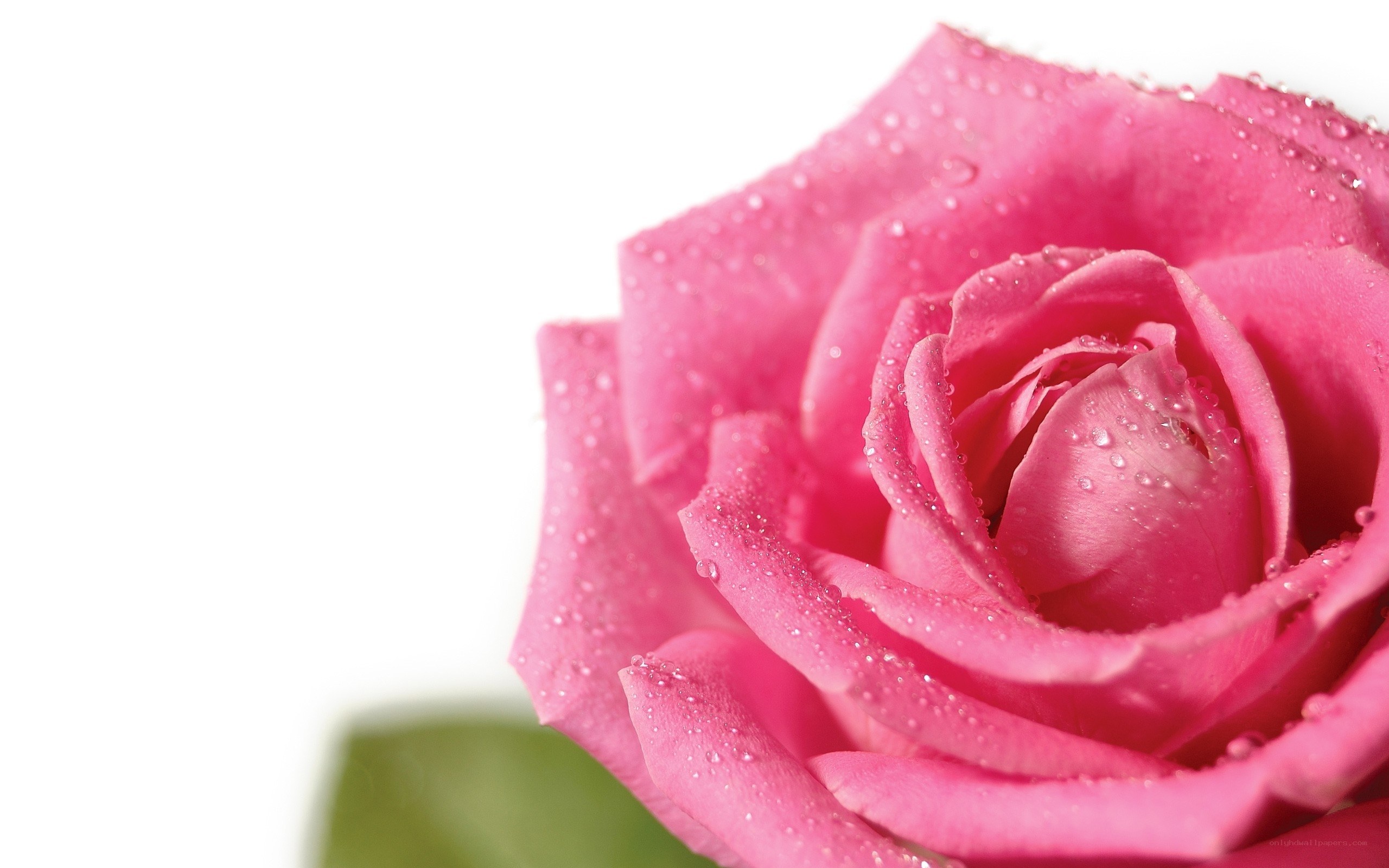 Pink rose with water droplets