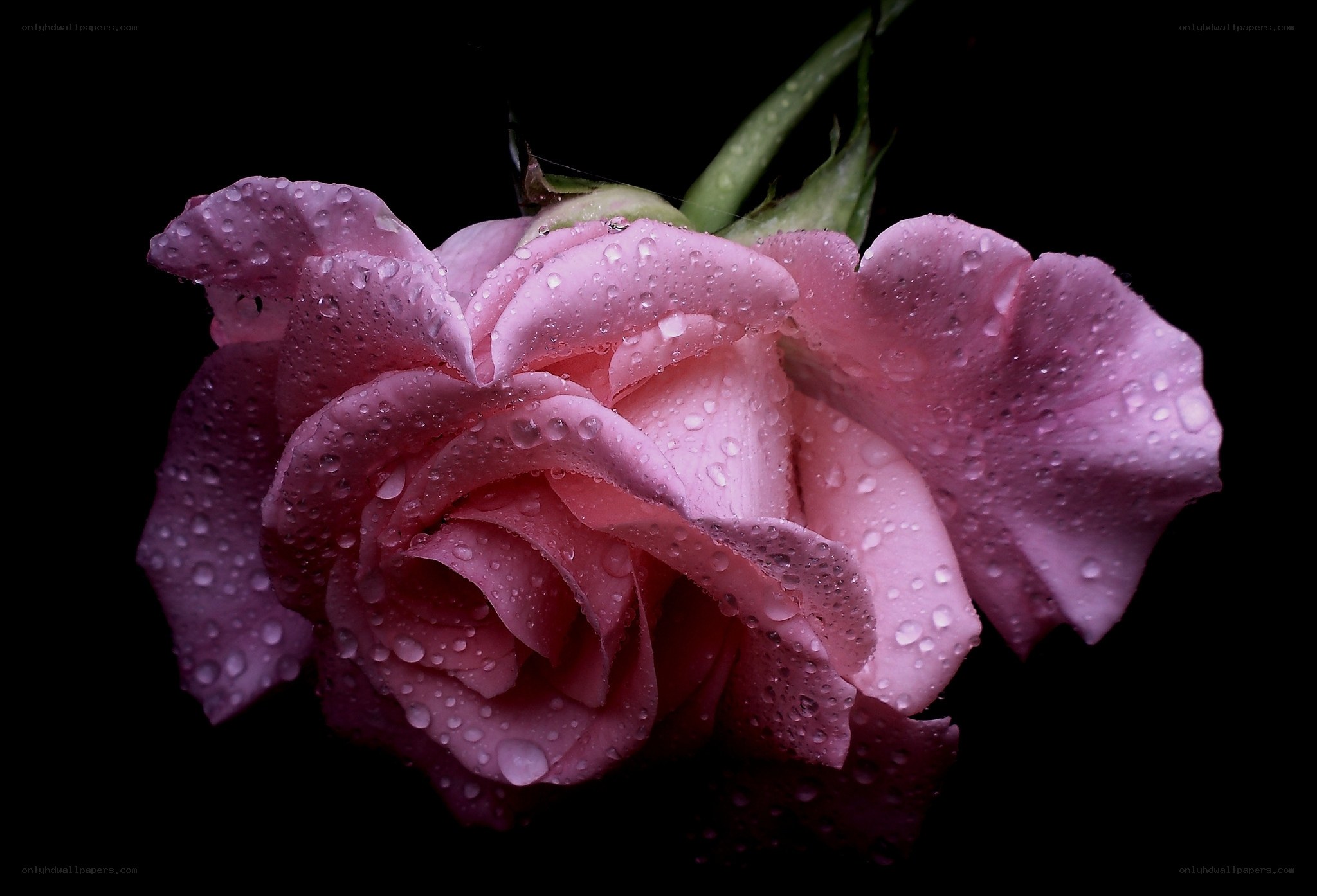 Pink rose with water droplets