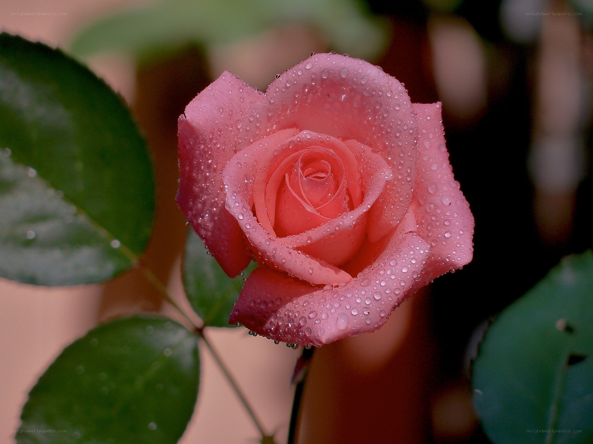 Pink rose with water droplets
