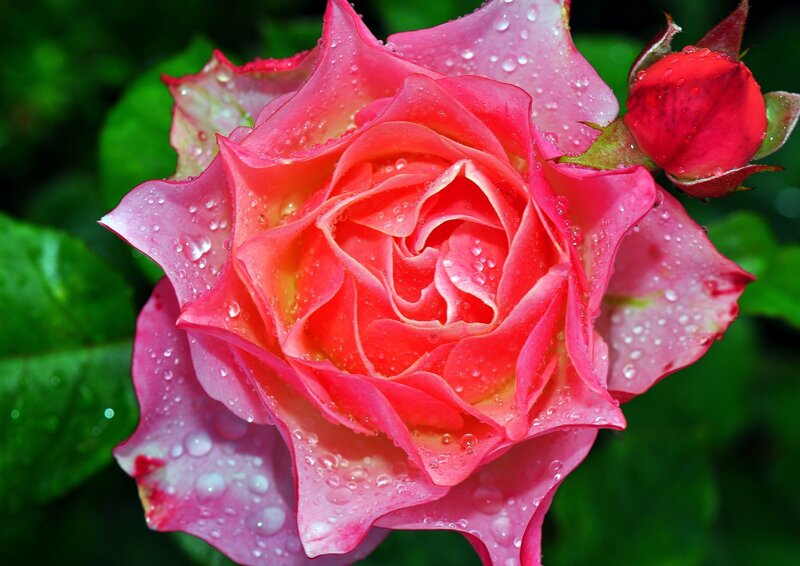 Pink rose with water droplets