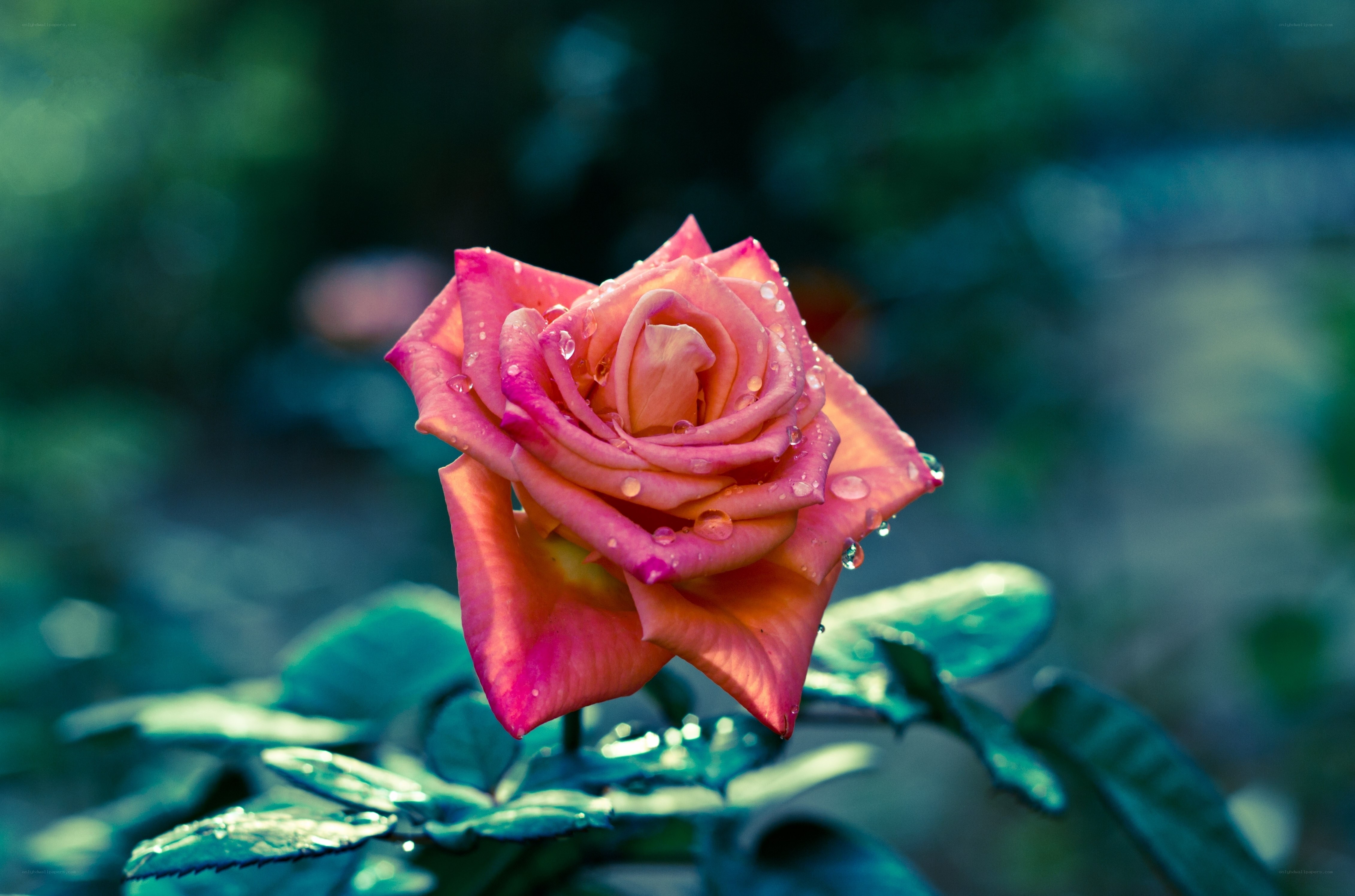 Pink rose with water droplets