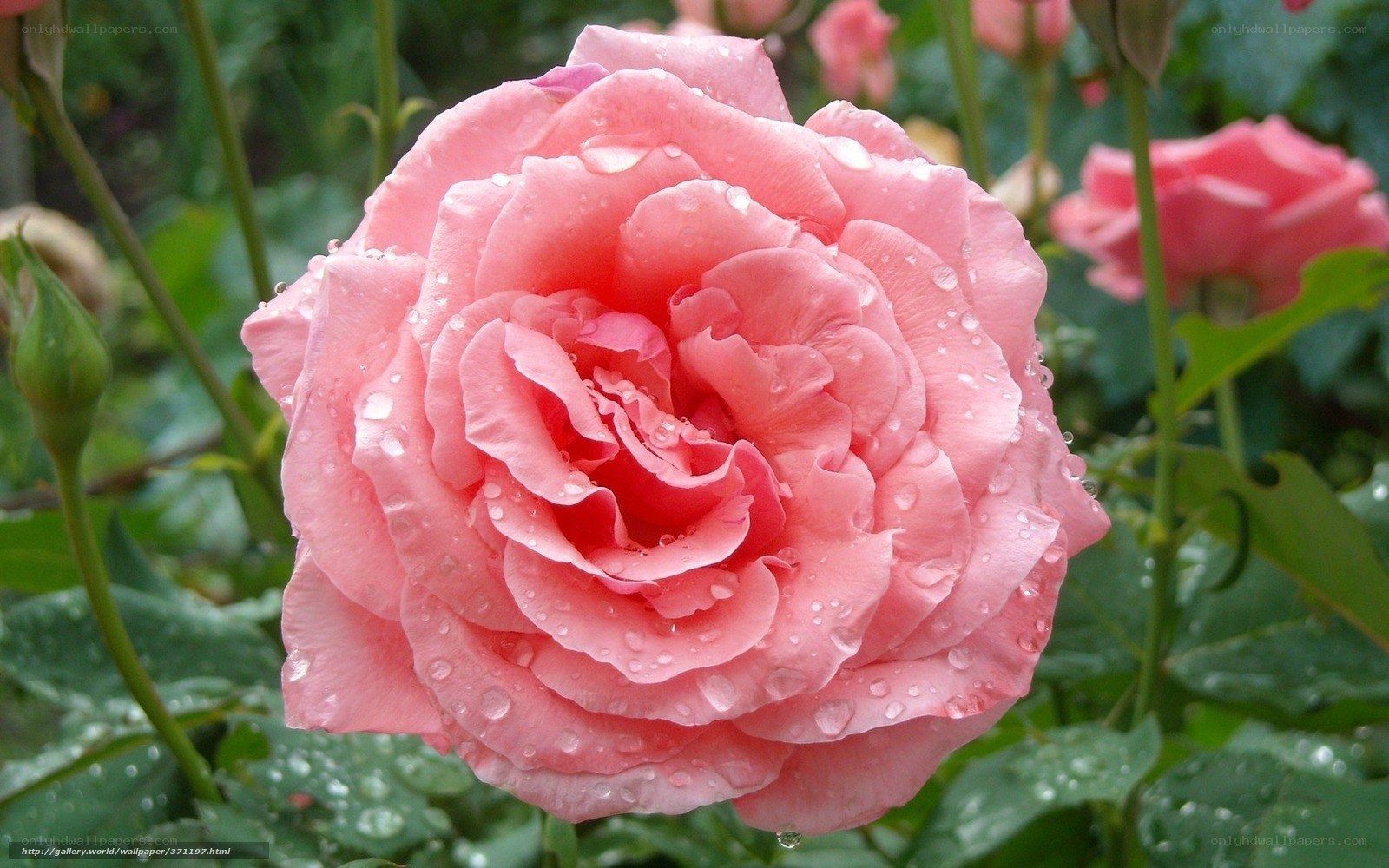 Pink rose with water droplets