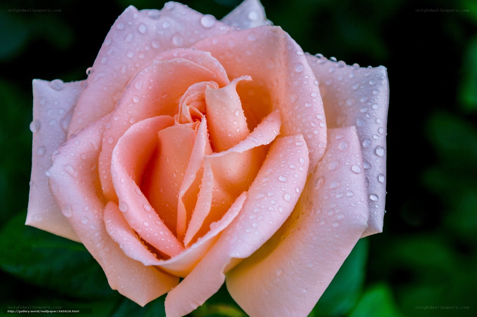 Pink rose with water droplets