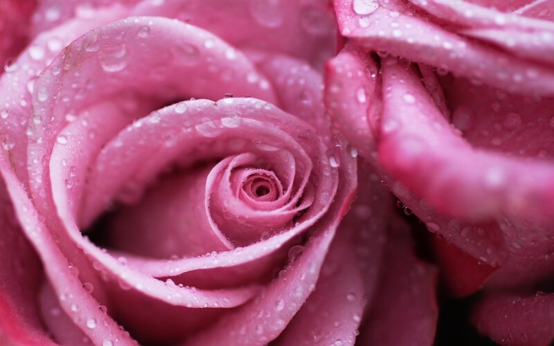 Pink rose with water droplets