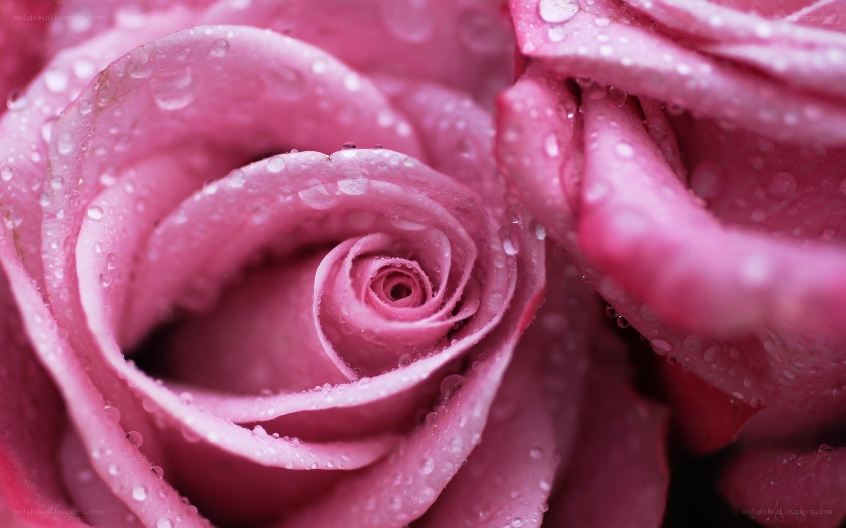 Pink rose with water droplets