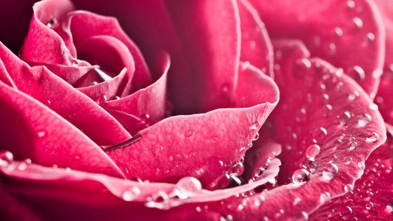 Pink rose with water droplets