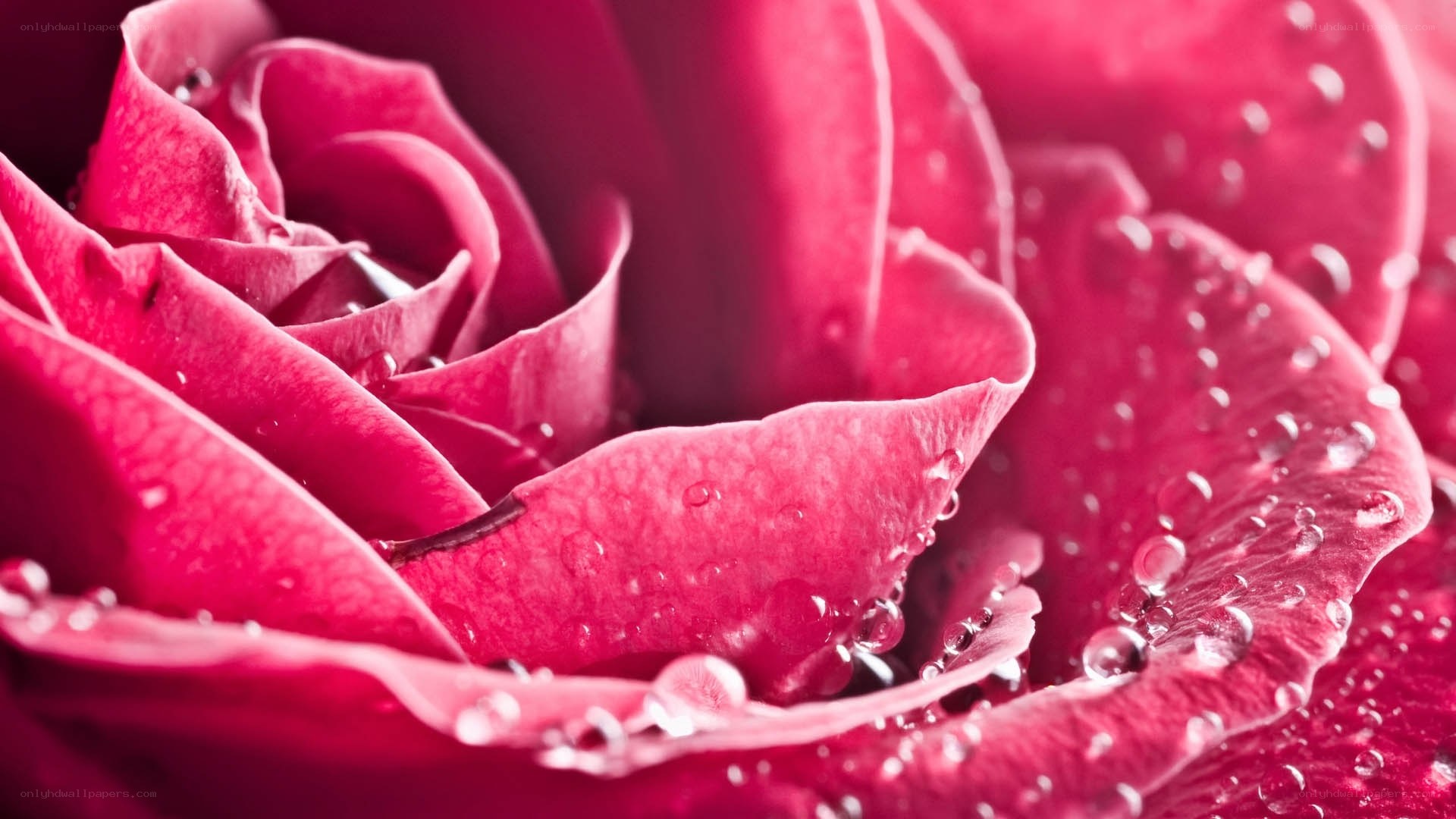 Pink rose with water droplets