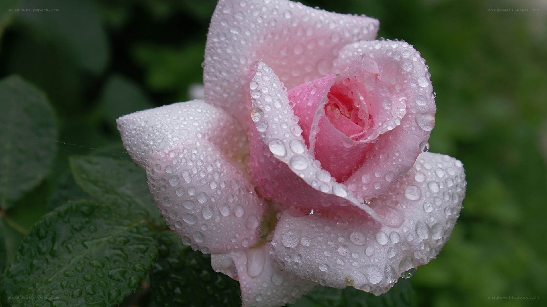 Pink rose with water droplets