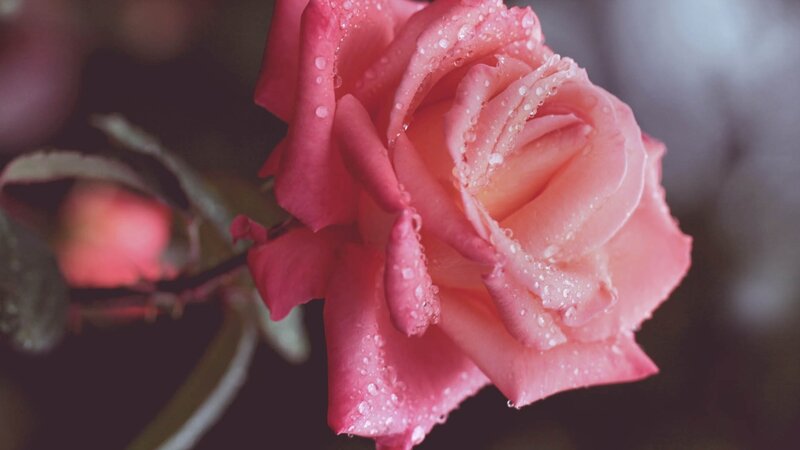 Pink rose with water droplets