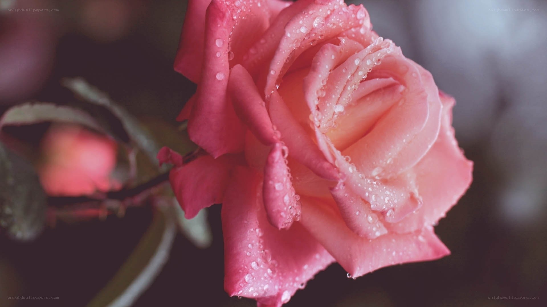 Pink rose with water droplets