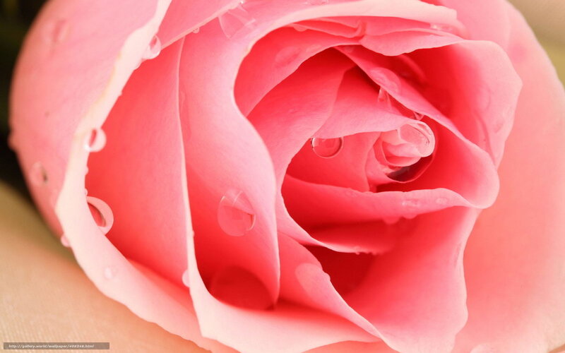 Pink rose with water droplets
